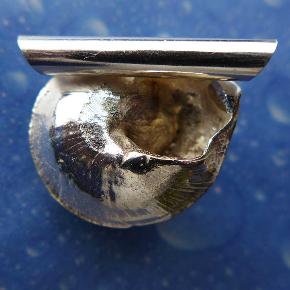 Unterwasser Schmuck Anhänger Knopfschnecke Rückseite
