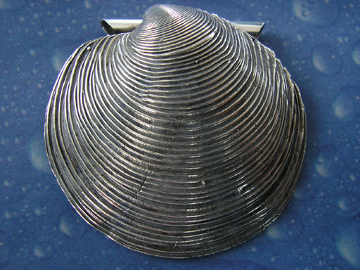 Muschelschmuck Anhänger Silber Lucina geschwärzt