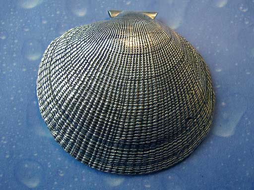 Punktmond Muschel Anhänger