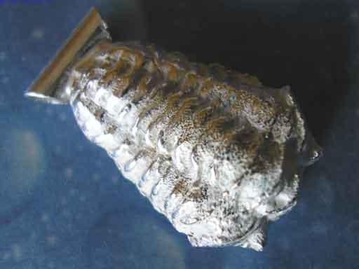 Trilobit Schmuck Anhänger Silber