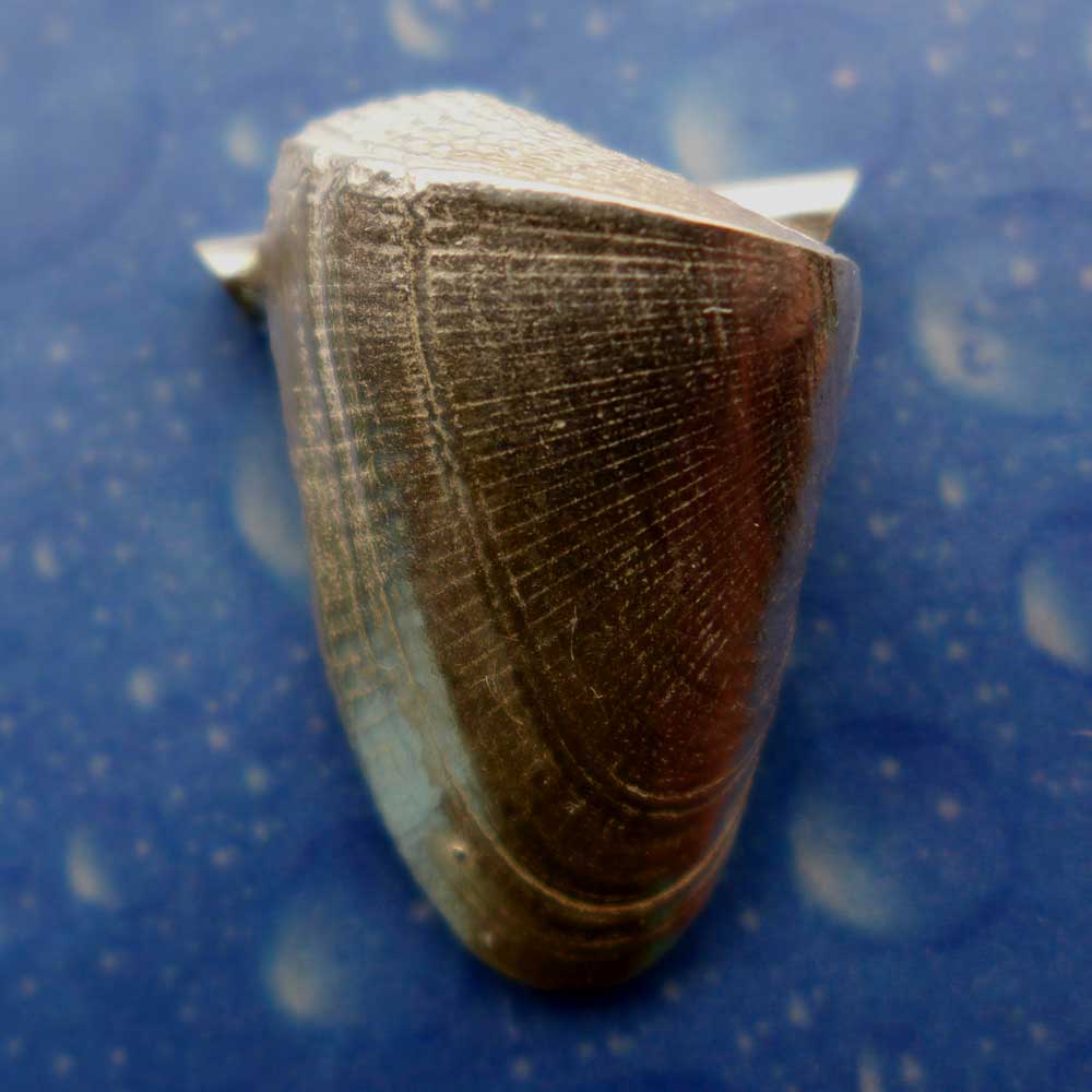 Sägezahn Muschel Anhänger