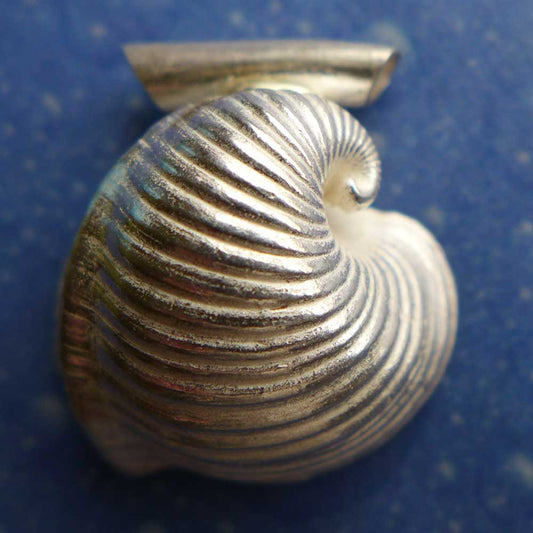 Ochsenherz eine Seite Anhänger Muschel