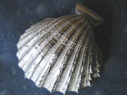 Herzmuschel Anhänger edler Schmuck