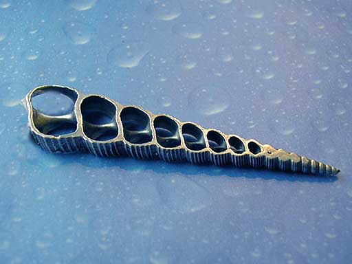 Aufgesägte Turmschnecke Brosche