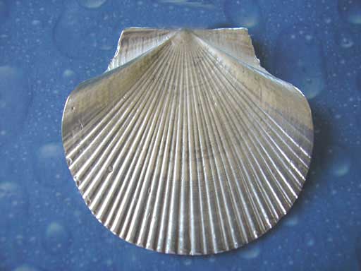 Flache Pilgermuschel xxl Brosche