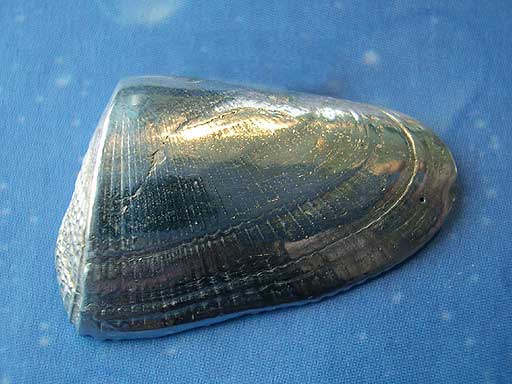 Maritime Brosche Silber Schmuck Design