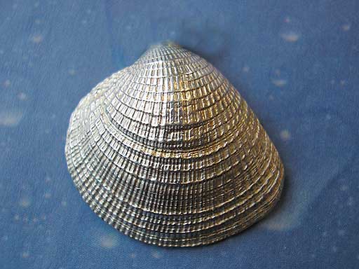 Lamellenvenusmuschel medium Brosche