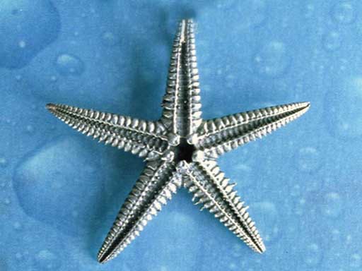 Maritime Brosche Pin Schmuck Silber Seestern