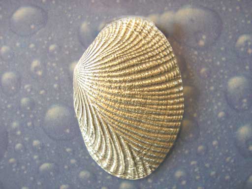 Gemusterte Muschel Brosche