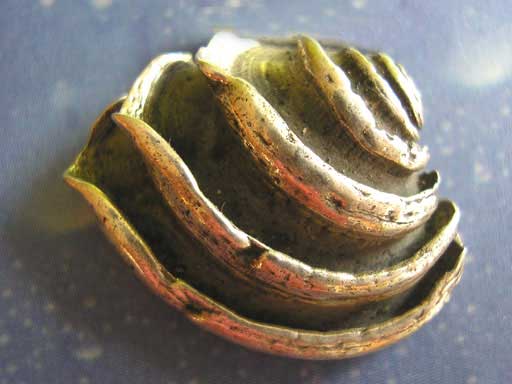 Königsvenusmuschel Brosche