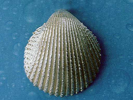 Herzmuschel Brosche Silber Schmuck Meerweh Küste