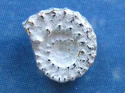 Ohrstecker Ammonit Silber Schmuck xxs