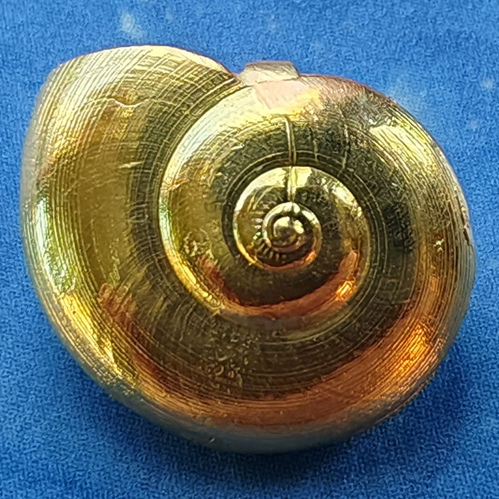 Taucherschmuck Maritim Gold Anhänger