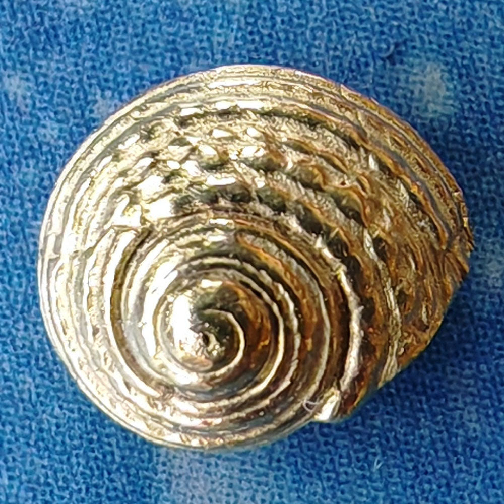 Gold Stecker Maritim Meerweh Strandgut