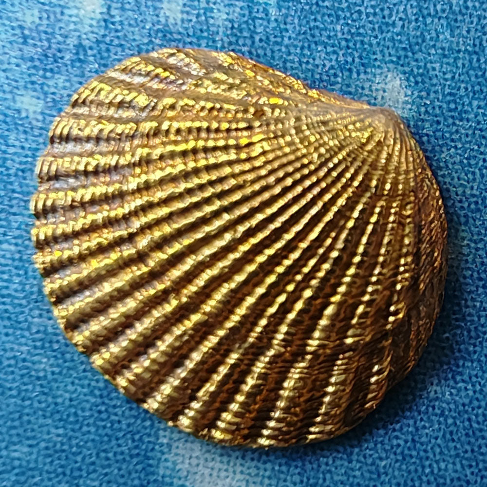 Maritimdesign Muschel Schmuck Gold