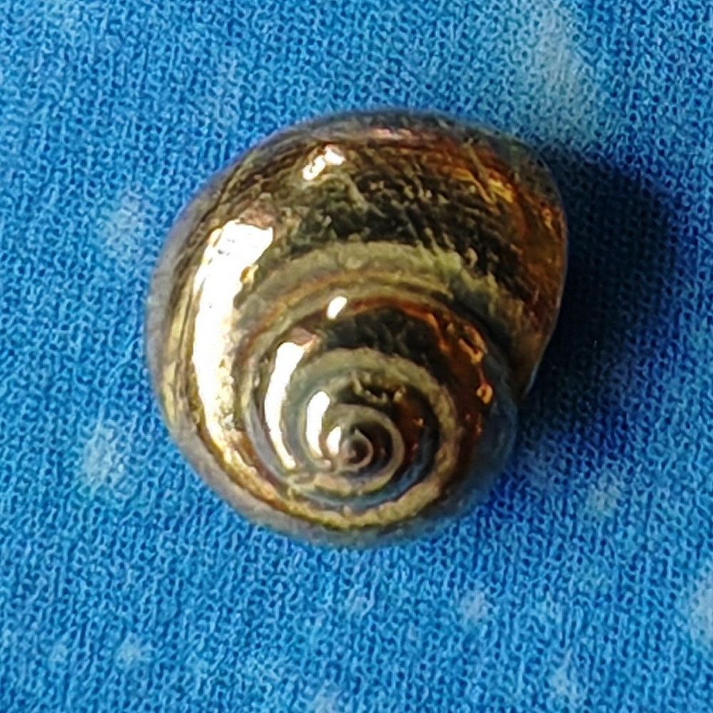 Maritimdesign Ohrstecker Gold Schmuck