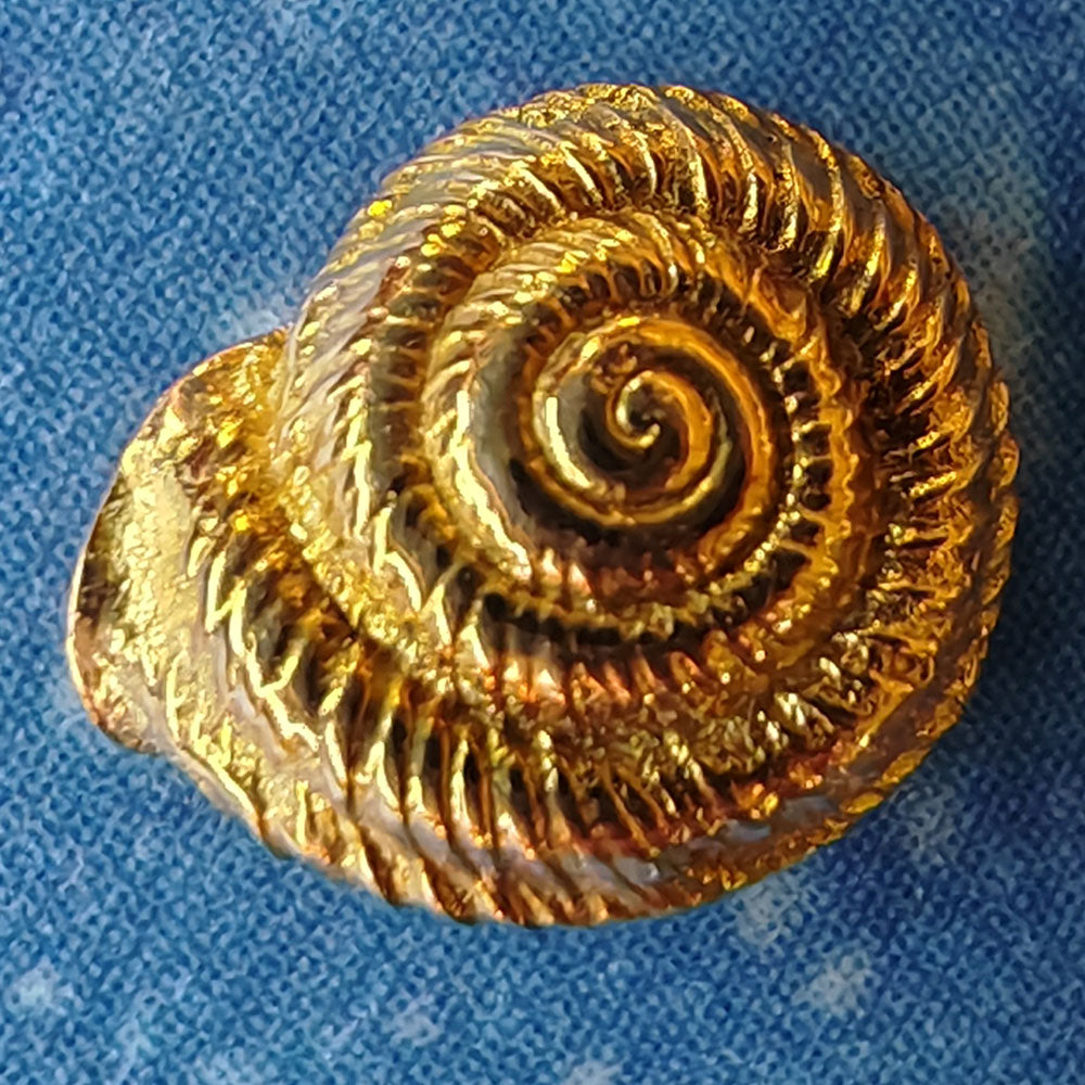 Gold Ohrstecker Strandgut Maritimdesign