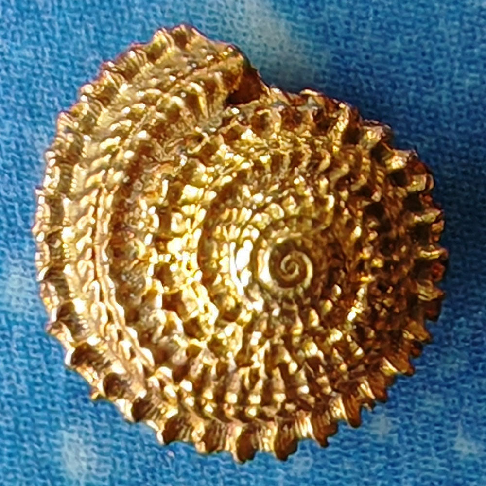 Maritim Design Gold Ohrstecker Strand