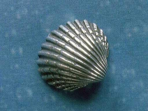 Herzmuschel Ohrstecker Silber geschwärzt