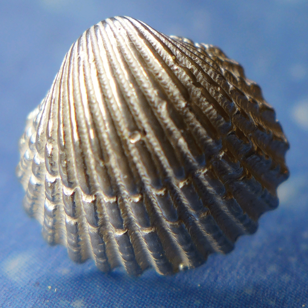 Herzmuschel Ohrstecker Silber Schmuck