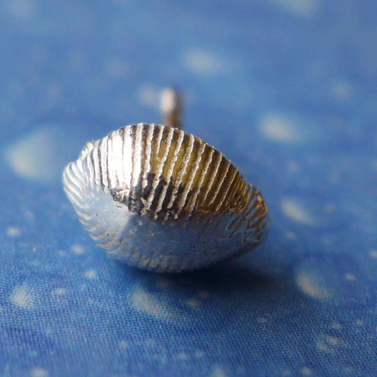 Schmuck Ohrstecker Kauri Silber