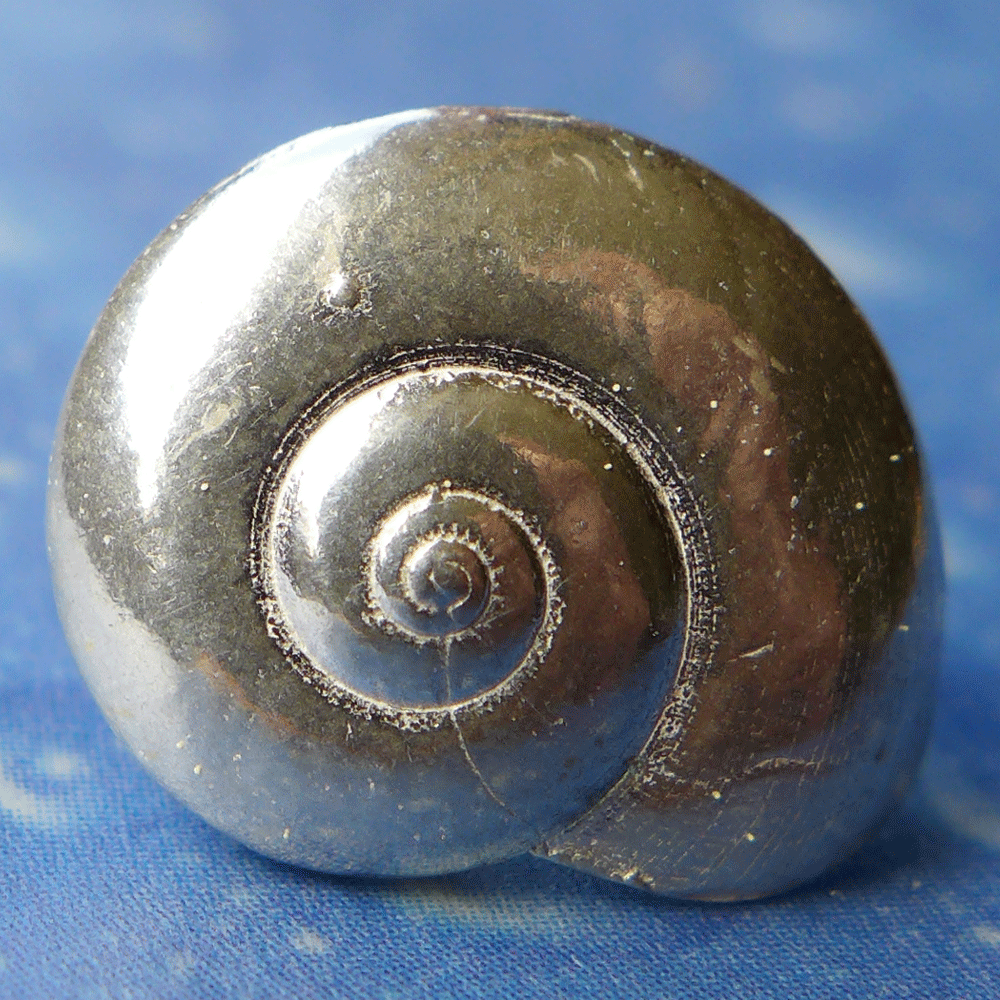 Maritimer Schmuck Ohrstecker Sonnenknopf Schnecke