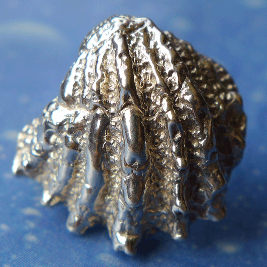 Maritimschmuck Ohrstecker Fächer Muschel