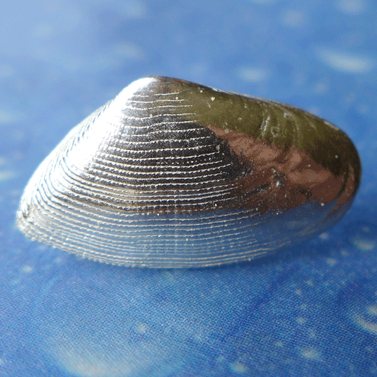 Maritimschmuck Sägezahn Muschel Ohrstecker