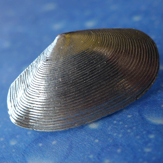 Meer Schmuck Tellmuschel Ohrstecker