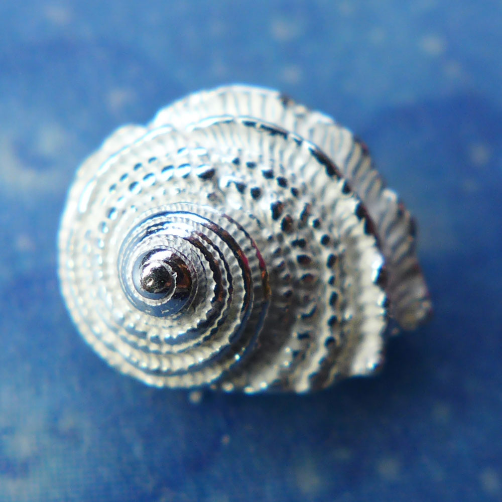 Meeresschnecke Ohrschmuck Silber Ohrstecker