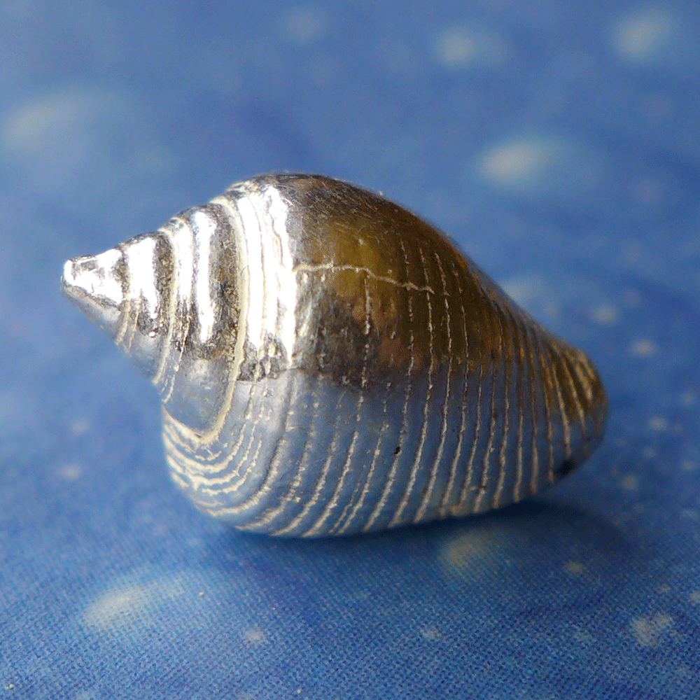 Meerweh Schmuck Lippentäubchen Ohrstecker Silber