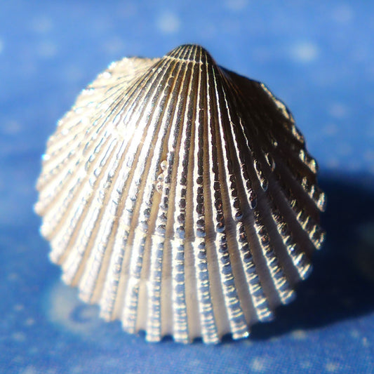 Muschel Ohrring Nordsee Sommer Schmuck