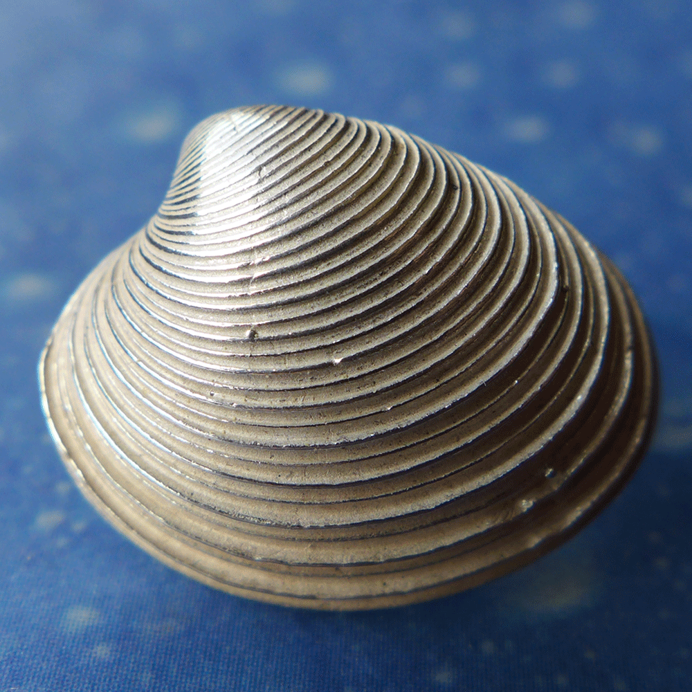 Natur Schmuck Venus Muschel Ohrschmuck