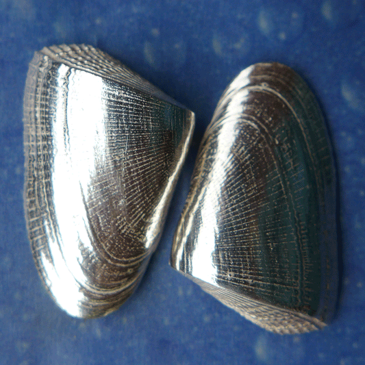 Naturschmuck Muschel Sägezahn Ohrstecker