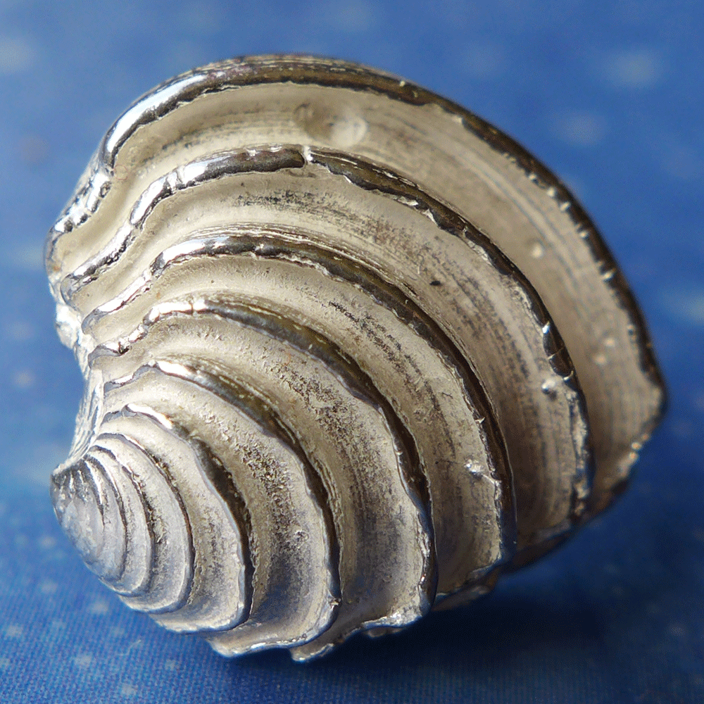 Naturschmuck Venus Muschel Ohrstecker