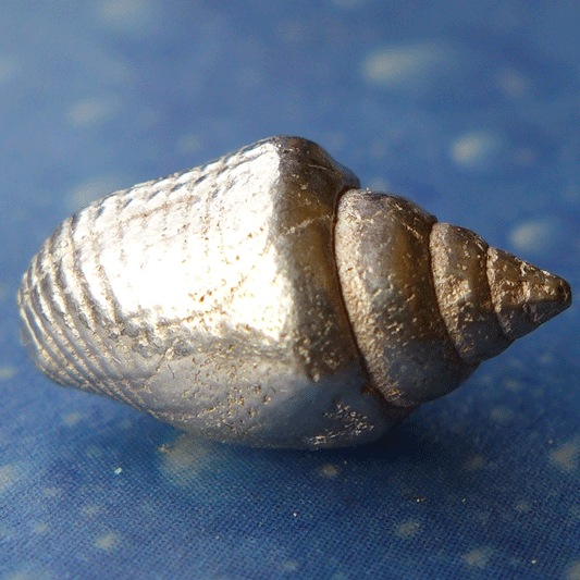 Neptuns Schmuck Strombustäubchen Silber