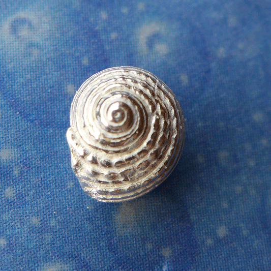 Meerweh Schmuck Knopfschnecke Stecker geg.fl