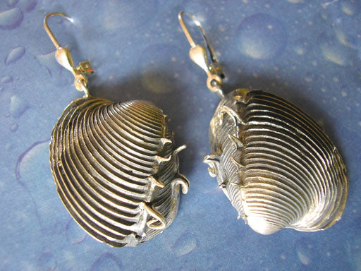 Venusmuschel Ohrringe Silber Schmuck