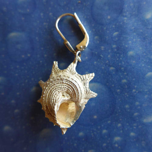 Ohrringe Muschel Schnecke Meer Silber Schmuck