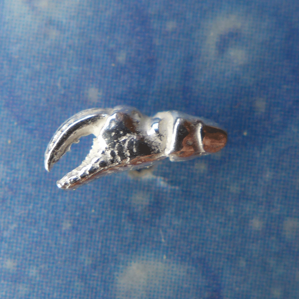 Meer Ohrstecker Krabbenschere Krebs xxxs