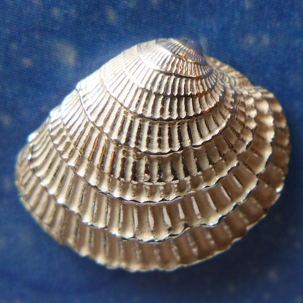 Ohrringe Muschel Schmuck Sommer Silber