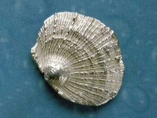 Ohrstecker Blatt Muschel Silber Schmuck