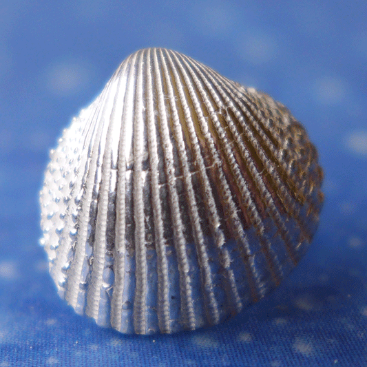 Herzmuschel Ohrstecker Silberschmuck