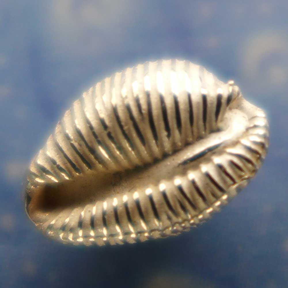 Kauri Ohrstecker Silber Schnecke