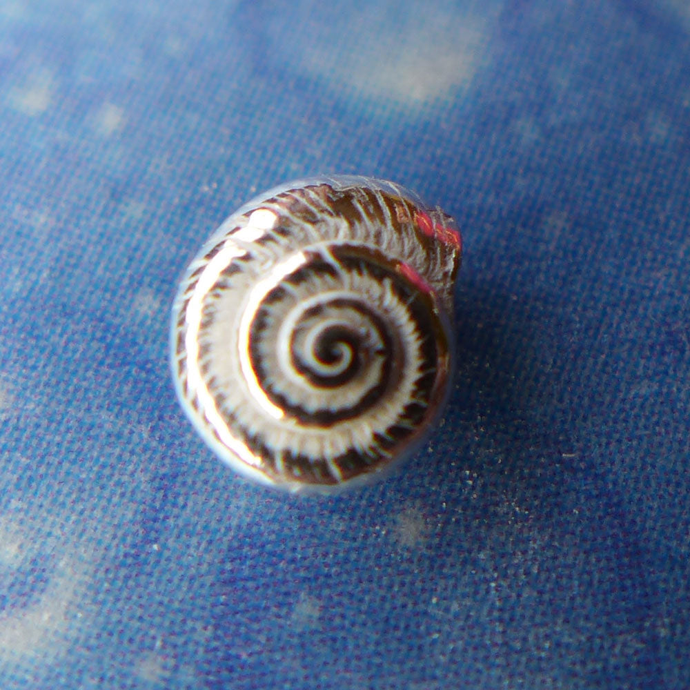 Maritime Ohrstecker Silberschmuck Knopfschnecke xxxs