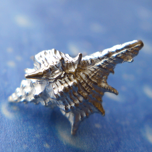 Strandschmuck Herkuleskeule Ohrstecker s