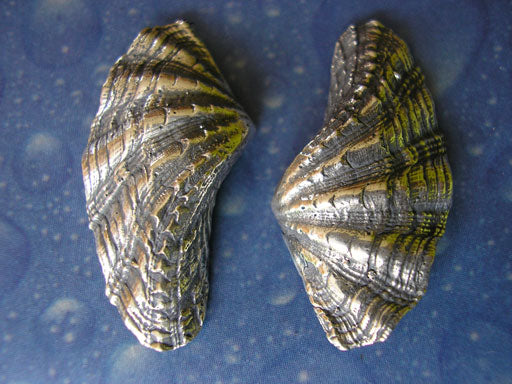 Taucherschmuck Mörder Muschel geschwärzt