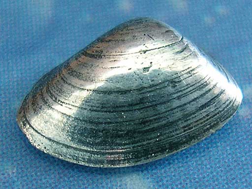 Ohrstecker Muschel Silber Meer Strand Sonne Nord Schmuck