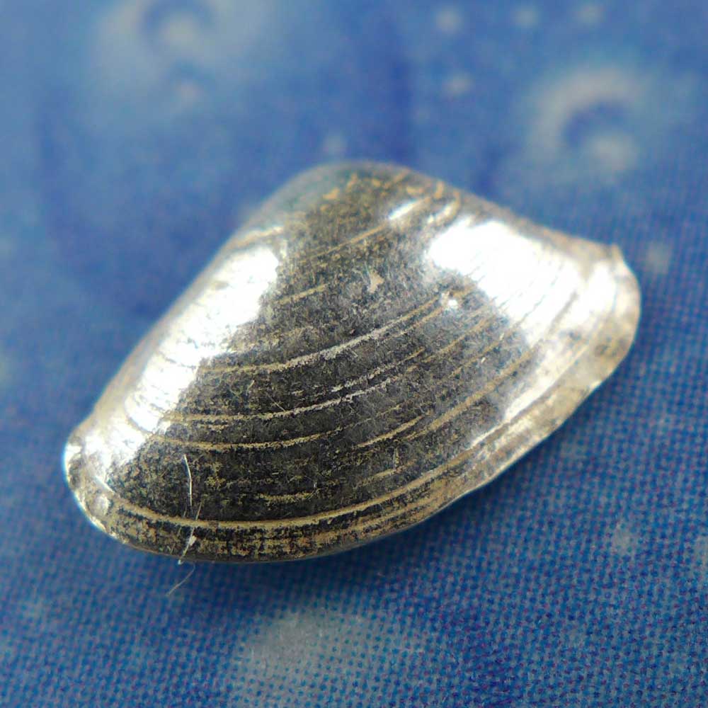 Muschel Ohrstecker Silber Schmuck maritim Meer