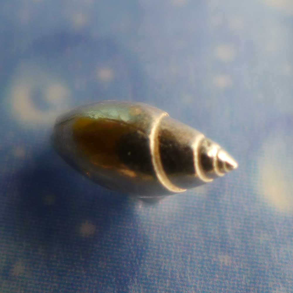 Gelbes Täubchen Ohrstecker
